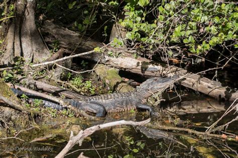 American Alligators Part 1 – Adults & Habitat | Photos by Donna