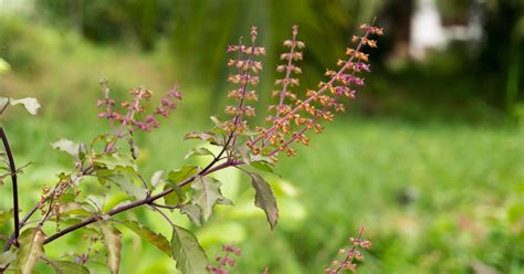 Herb Spotlight: Tulsi (Holy Basil ) | Auromere