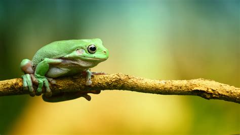 Frogs Wallpapers - Wallpaper Cave