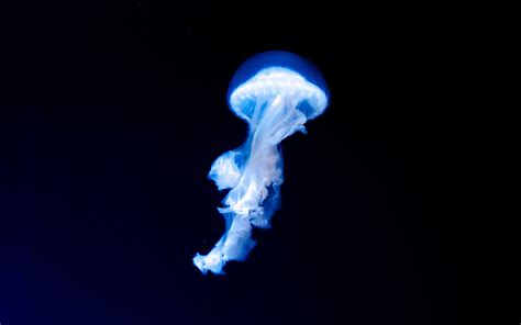 Download wallpaper 3840x2400 blue jellyfish, dark, glow 4k wallaper, 4k ...