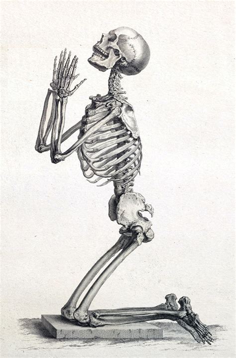 Human Skeleton Print Anatomy Skeleton Picture Medical Art - Etsy ...