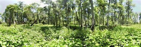 Florida Swamp 360 Panorama | 360Cities