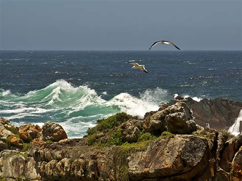 Endemic Birds of Ecuador | Planetwildlife: Nature, Adventure, Offbeat ...