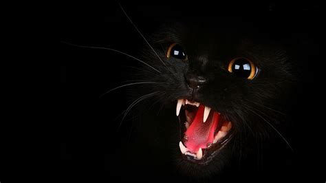 Black Cat Wallpapers - Top Free Black Cat Backgrounds - WallpaperAccess