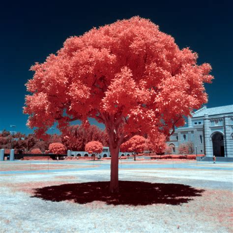 Digital Infrared Photography