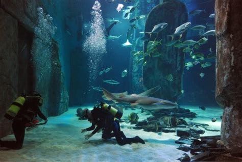 I went snorkelling with sharks at London Aquarium and it was amazing ...