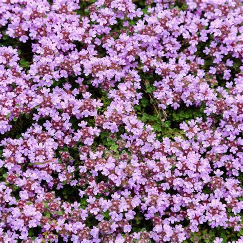 Creeping Thyme Thymus Serpyllum Drought Tolerant Ground Cover Plant Seed