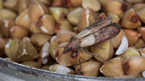 How to get rid of pantry moths: pest control experts explain | Homes ...