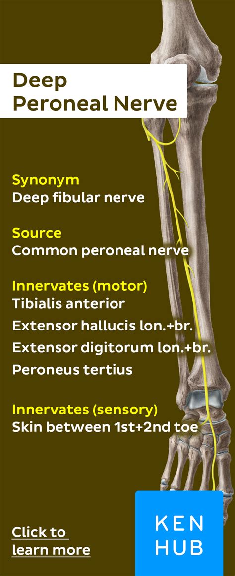 Deep fibular (peroneal) nerve | Nerve anatomy, Muscle anatomy, Nerve