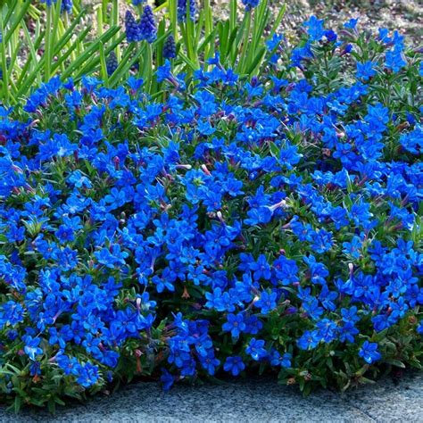 Lithodora Heavenly Blue - Beechmount Garden Centre