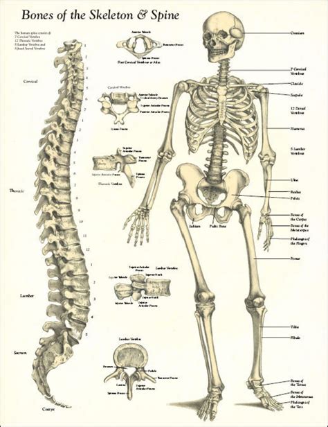 human-skeleton-bones | Skeleton anatomy, Anatomy bones, Human skeleton