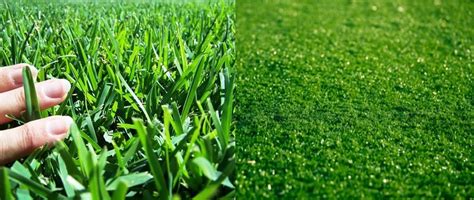 Is Lawn and Grass the Same Thing? The Ultimate Guide to Understanding ...