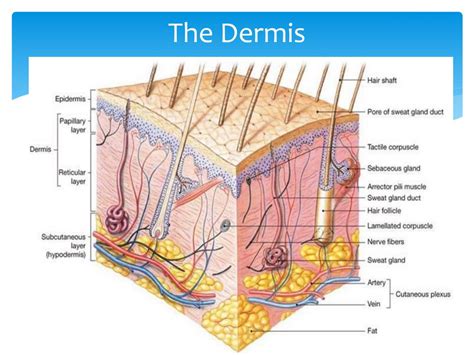 PPT - Basic Skin Structure PowerPoint Presentation, free download - ID ...