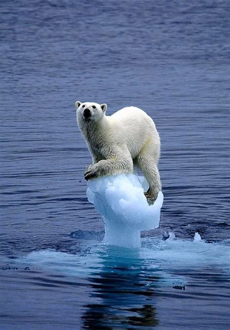 Polar Bear Clinging to Melting Iceberg