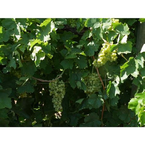 Black Sultana Seedless Grape - Heritage Fruit Trees