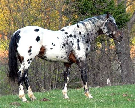 Lonesome Heartman - seal brown near leopard appaloosa Most Beautiful ...