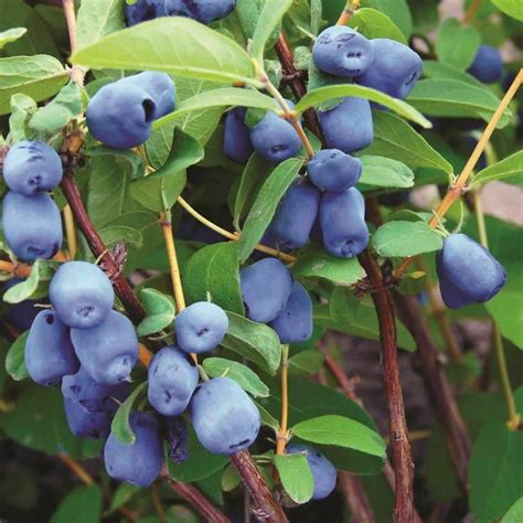 Lonicera Caerulea Edulis Honey Berry 20 Seeds - Etsy UK