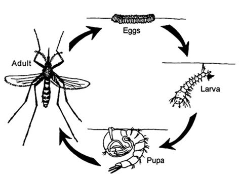 Mosquito Life Cycle | Cape Cod Mosquito Control Project