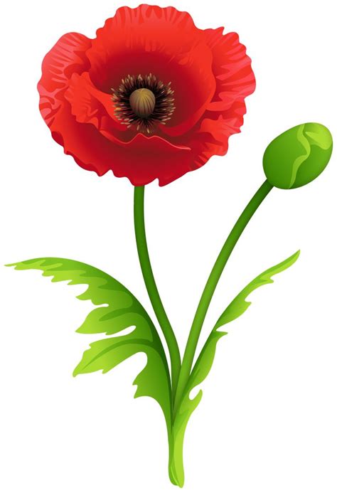 Red Poppy Clipart Image | Red poppies, Poppy images, Watercolor flower ...