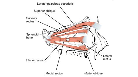 Extrinsic Eye Muscles Diagram