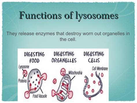 Lysosome (1)