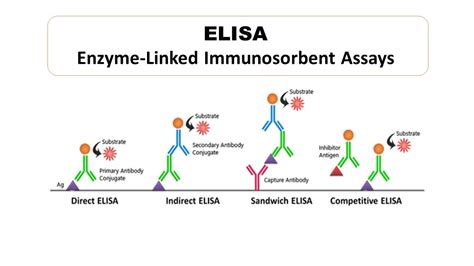 ELISA- Principle, Types, Uses, Advantages and Disadvantages