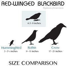 Size comparison for Red-winged Blackbird Chickadee Bird, Black Capped ...