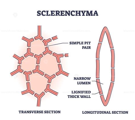 Sclerenchyma as ground or fundimental plant tissue type outline diagram ...