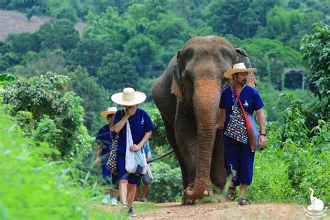 ETHICAL ELEPHANT TOURISM | Elephant Sanctuary Park in Chiang Mai ...