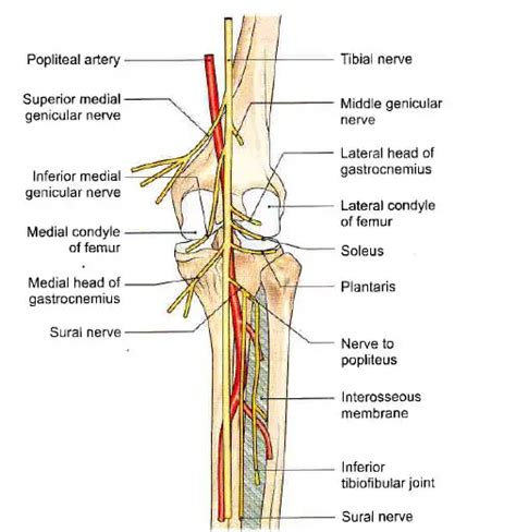 Tibial Nerve: Anatomy, Motor, Sensory, and Pathology | Learn from doctor