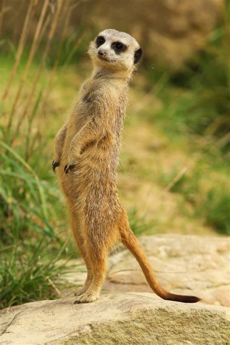 Meerkat standing upright stock photo. Image of nature - 16018188