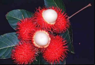 KHASIAT BUAH-BUAHAN: KHASIAT BUAH RAMBUTAN