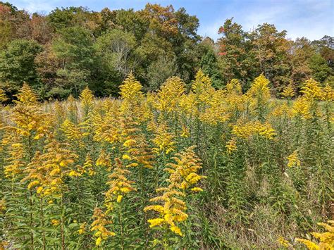 Fall Color and Goldenrod – WNCOutdoors.info