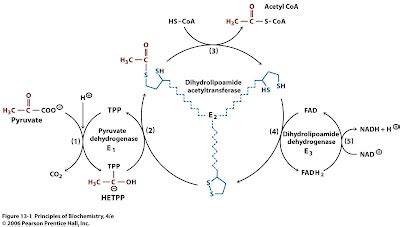 Sandwalk: Pyruvate Dehydrogenase Reaction