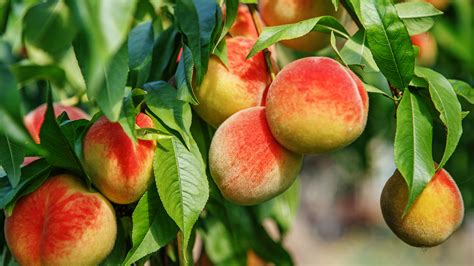 Best fruit trees: 10 to grow in your backyard | Homes & Gardens