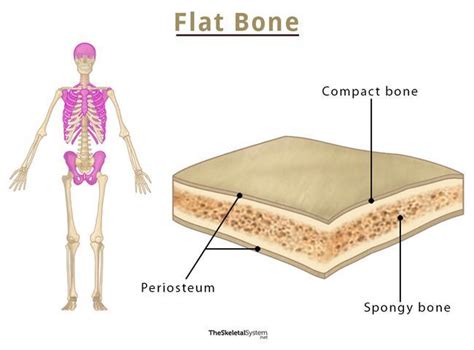 Location of spongy and compact bone in a flat bone - kmfkvital