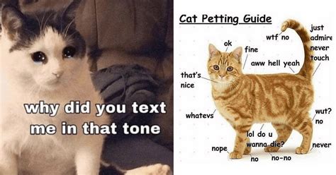 Funny Cat Memes That Are Safe For Animal Lovers With Allergies (May 31 ...