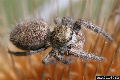 jumping spider (Phidippus princeps)