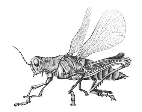 grasshopper pencil drawing black and white insect sketch | Insetti