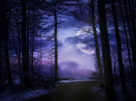 Moon,forest,night,nature,dark - free image from needpix.com