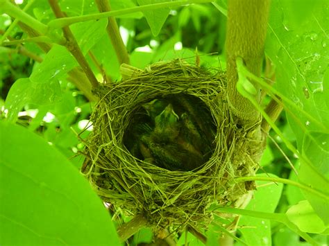 Indigo Bunting Nest | Flickr - Photo Sharing!