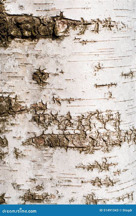 Birch tree bark texture stock image. Image of bark, deciduous - 51491343