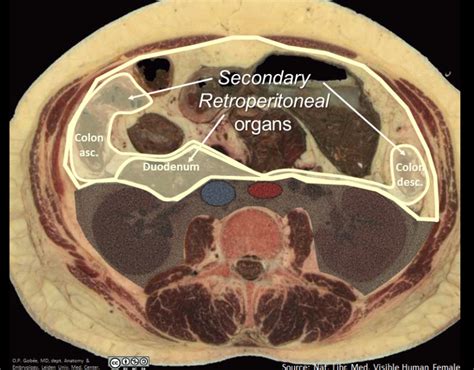 Retroperitoneal Organs