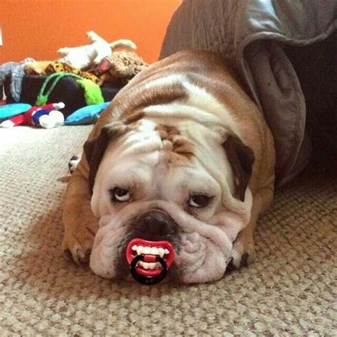 Pin by Sarah Fallon on Calling All Dogs | English bulldog puppies, Baby ...