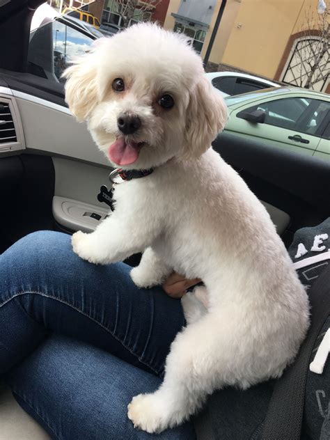 Love this summer ready haircut on him | Dog haircuts, Maltese dogs ...