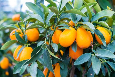 Nagami Kumquat Trees - Louie's Nursery & Garden Center - Riverside CA