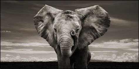 Elephant Wallpapers - Wallpaper Cave