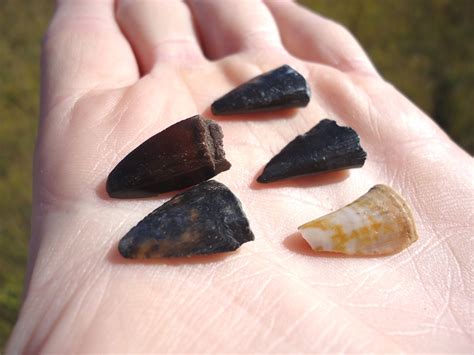 Five Extra Large Barracuda Teeth | Recently Sold | FOSSILS ...