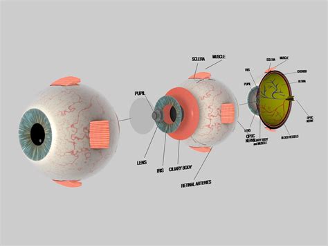 Human Eye Cross Section Eyeball 3D model | CGTrader