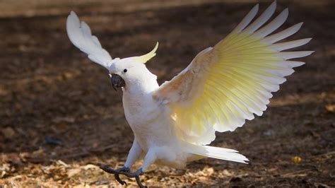 Cockatoo | San Diego Zoo Animals & Plants